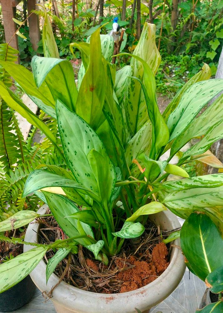 Aglonema