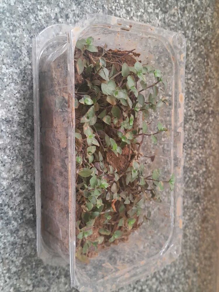 Real Rooted Purple Green Trailing Potted Plant