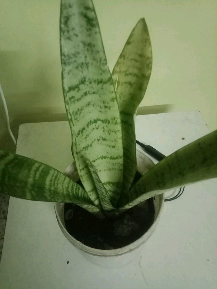 Snake Plant