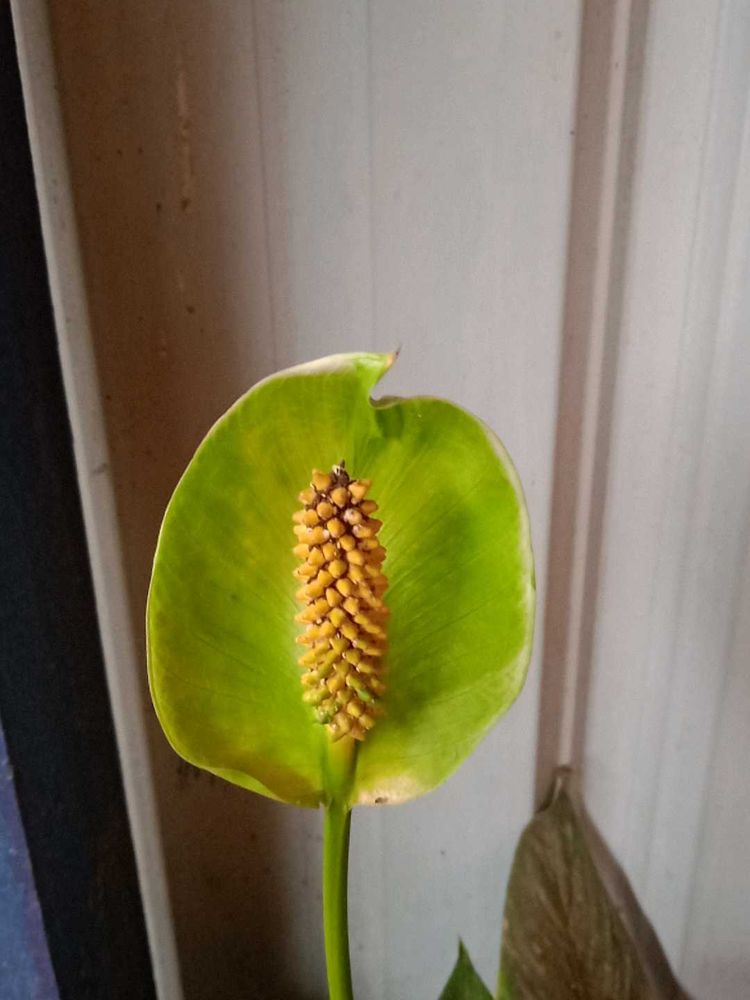 Cobra Lily/Both for Indoor and Outdoor Plant