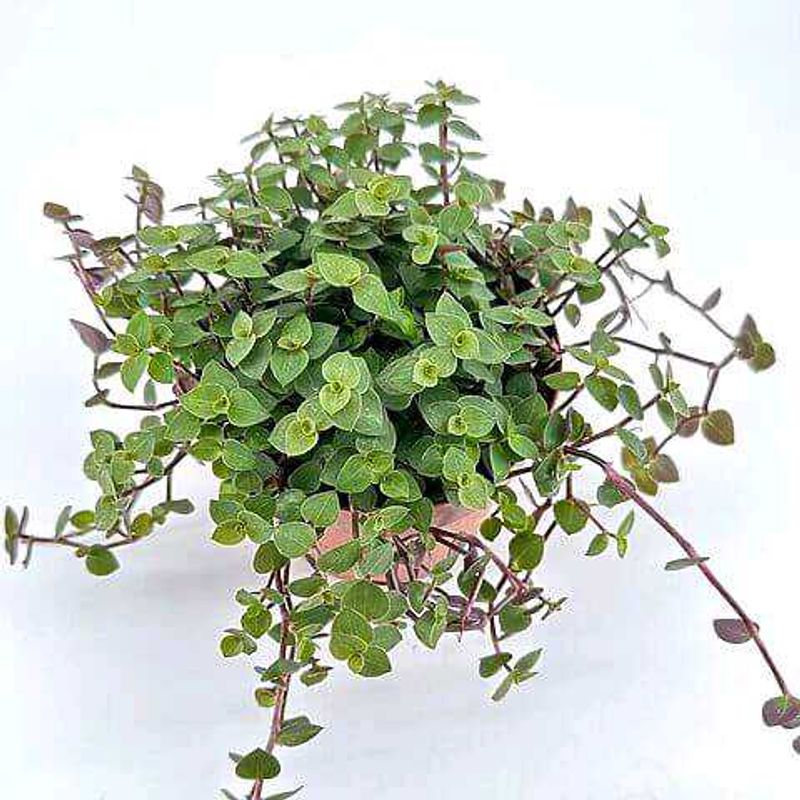 Turtle Vine / Callisia Repens / Creeping Inchplant