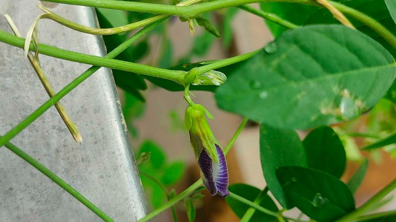 Aparajita Purple Flower Plant