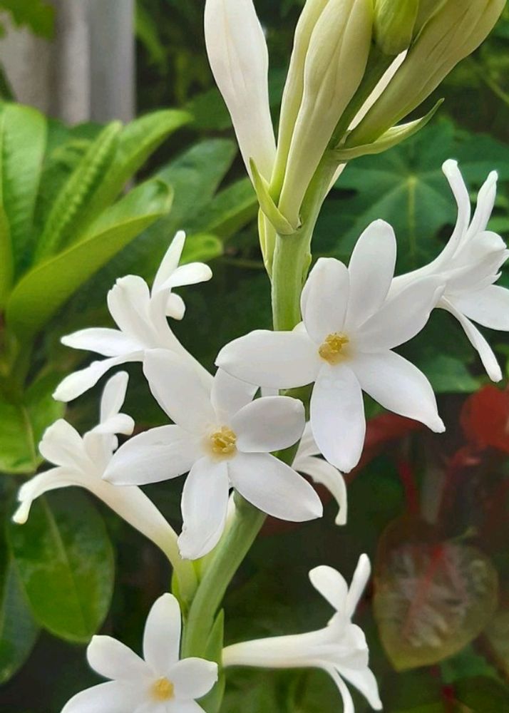 Rajanigandha (Tuberose, Nishigandha)