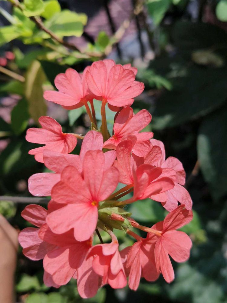 Crossandra plant