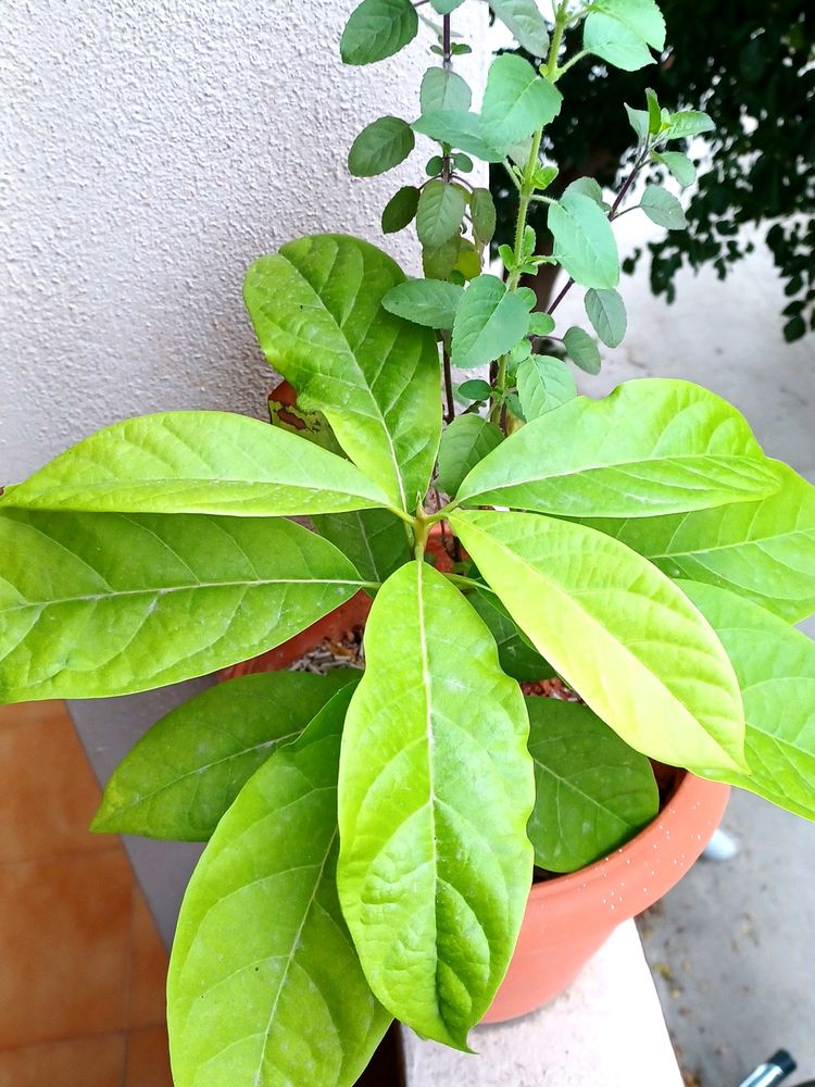 Avocado 🥑  Plant