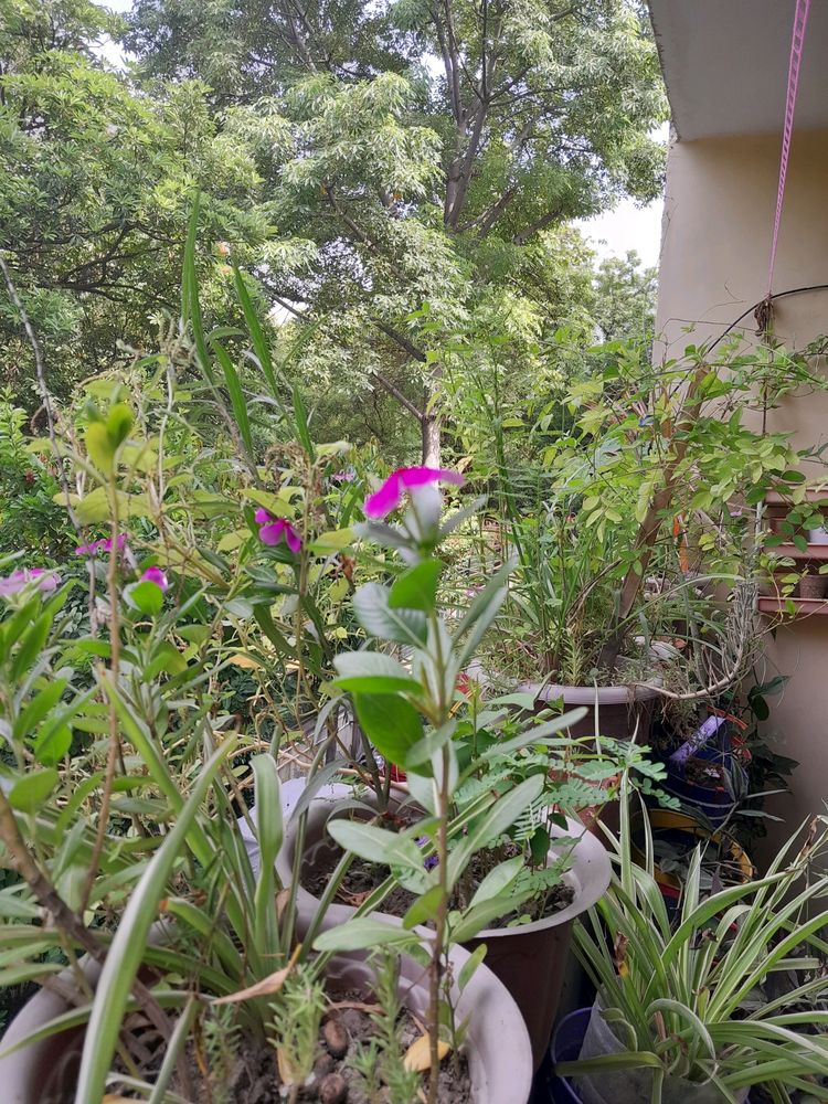 Pre Festival SALE Sadabahar Pink Rooted SMALL PLAN