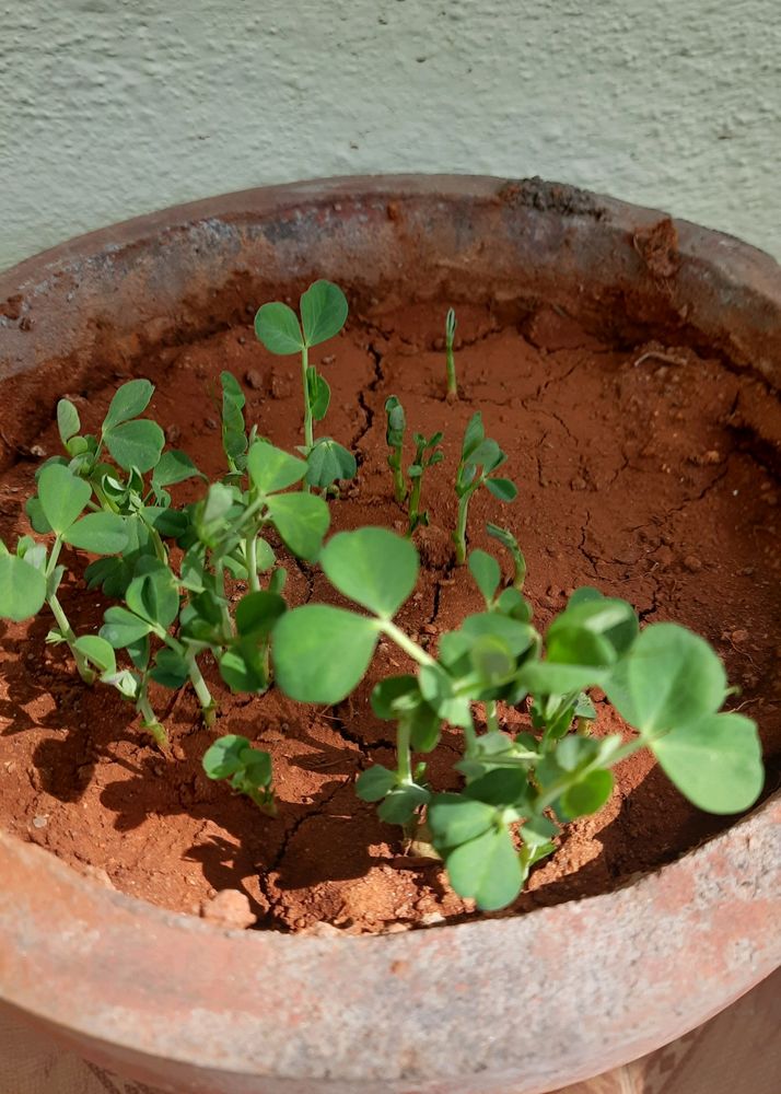 Green Peas Plant With Pot