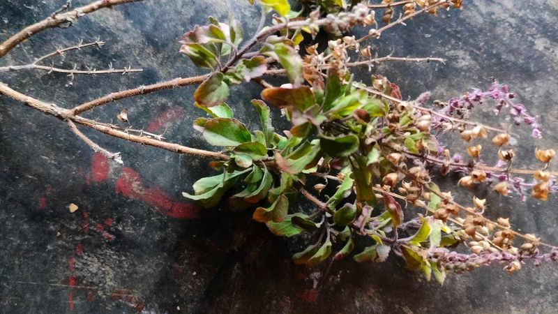 Tulsi Ka Paudha /Tulsi Seeds