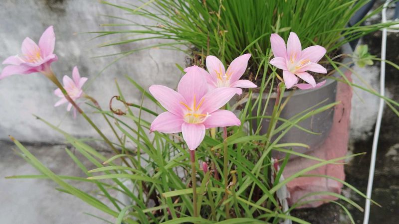 Rain Lilies