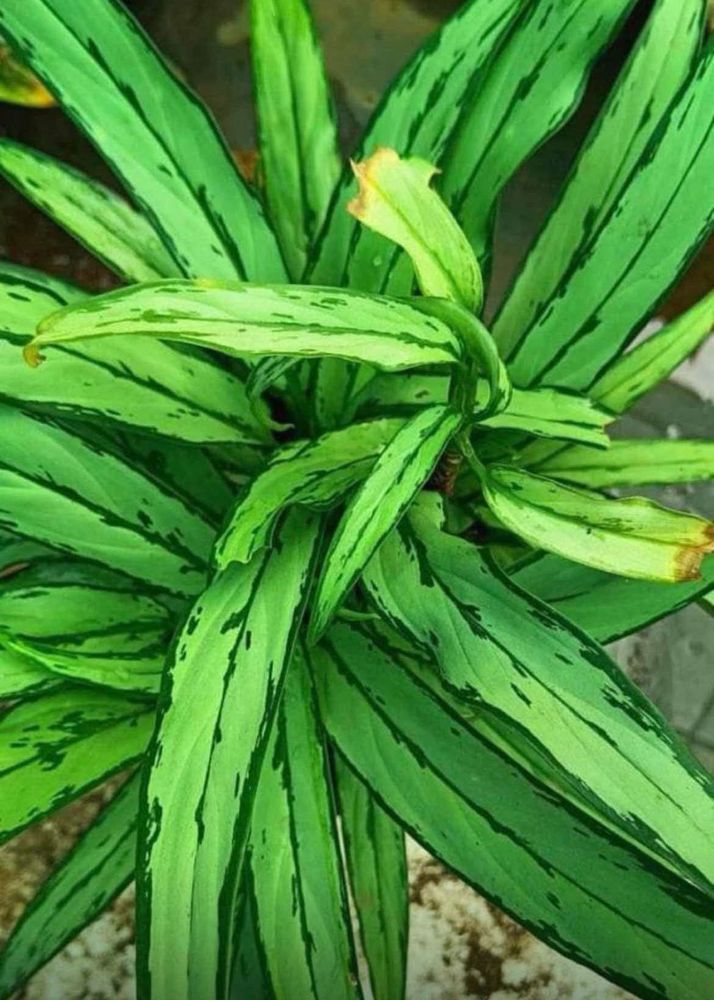 Aglonema Green Thin Leaves
