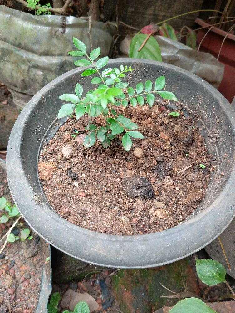 Curry Leaf Plant