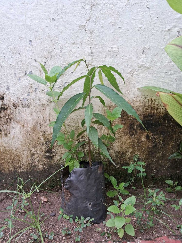 Aasopalav Plant