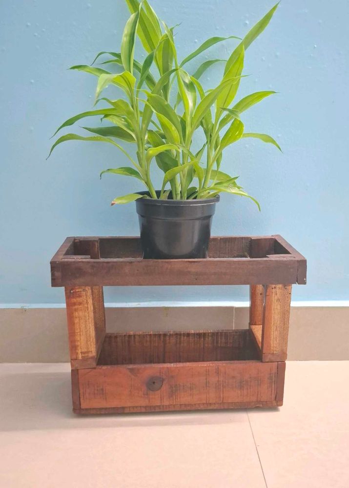Storage Box With Plant Holder