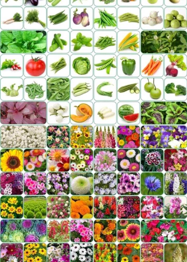 Variety Seed Collection