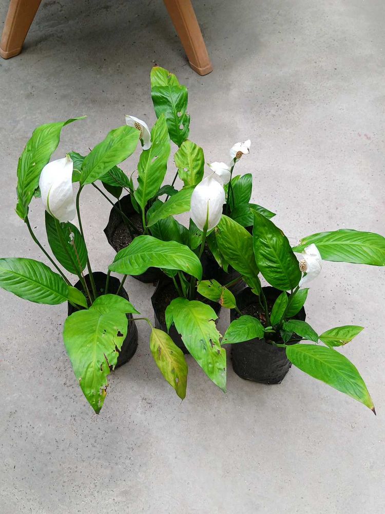 Five Peace Lily