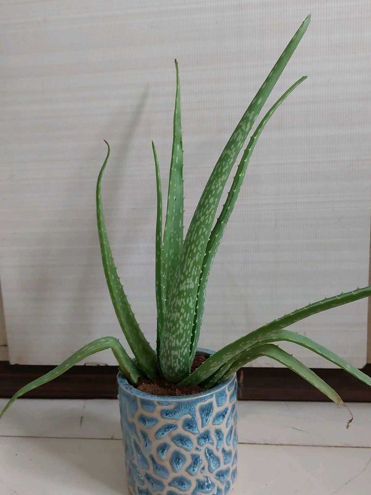 ALOEVERA Plant