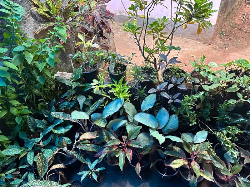 Indoor Plants 10