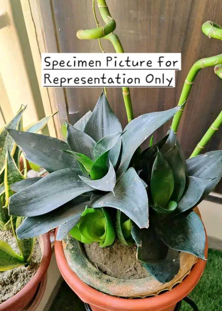 Dwarf Snake Plant - Sansevieria ‘Black Dragon&#34;