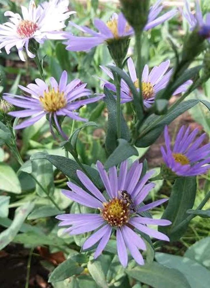Purple Aster Flowers