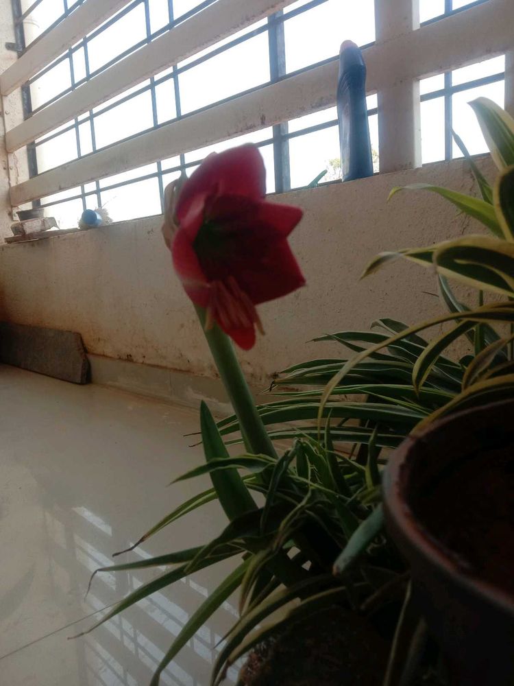Plants Combo