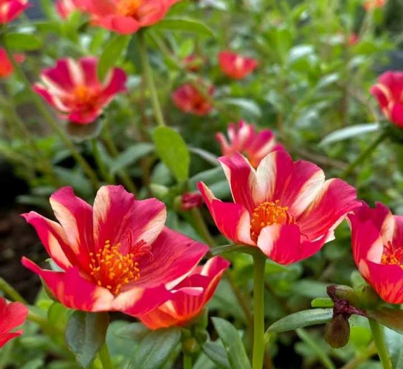 Beautiful rose moss flowesrs