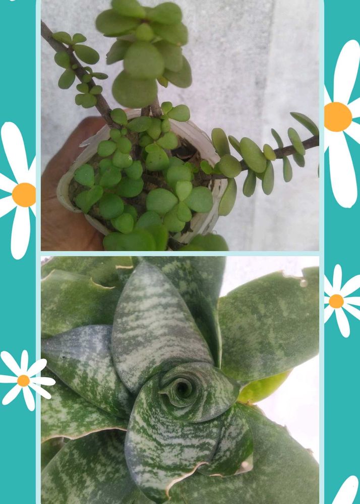 2 Plant Combo