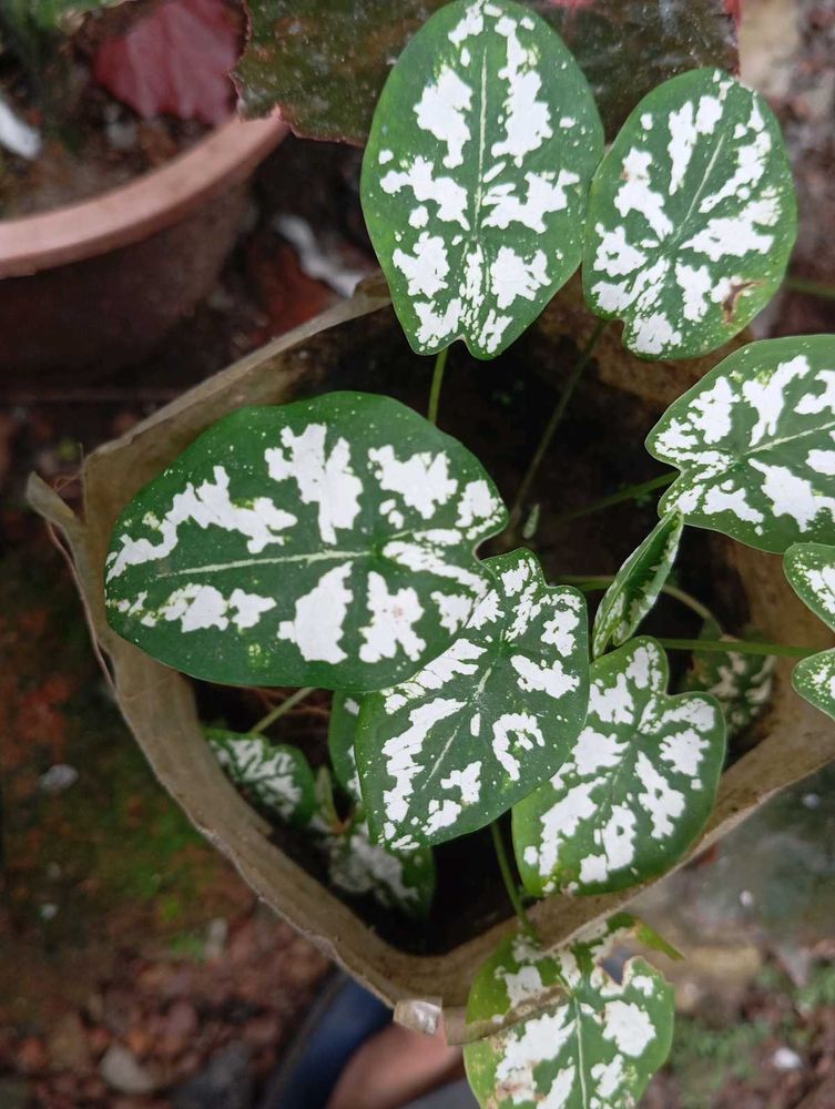 Caladium Plant