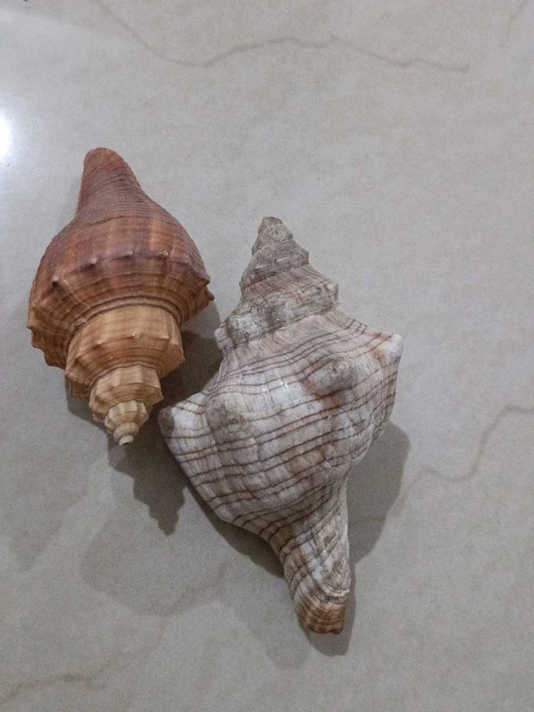 Shell Magnets