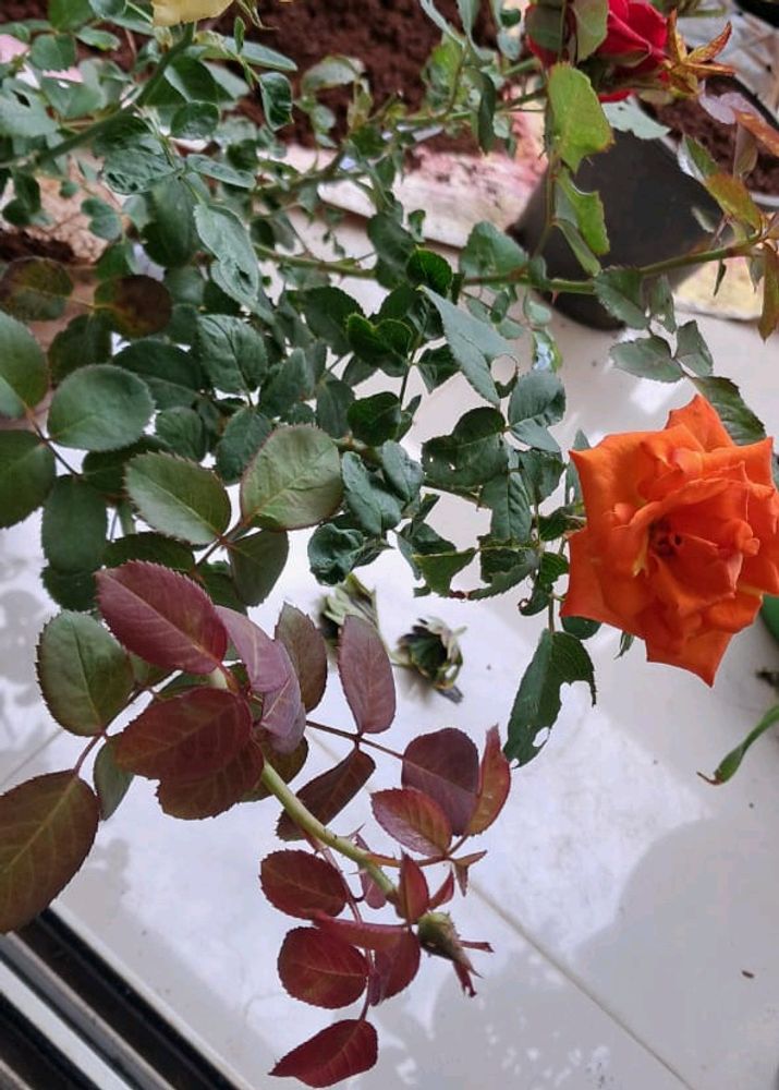 Combo Rose With Lots Of Freebies Only For Punekar