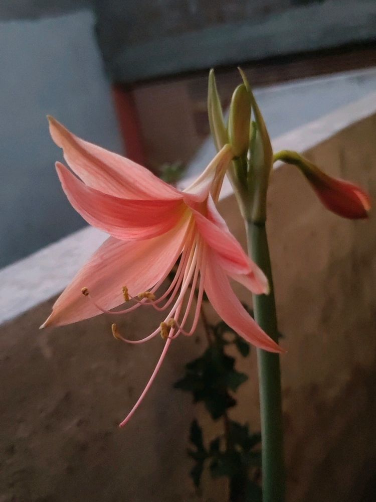 Amaryllis Bulb 1