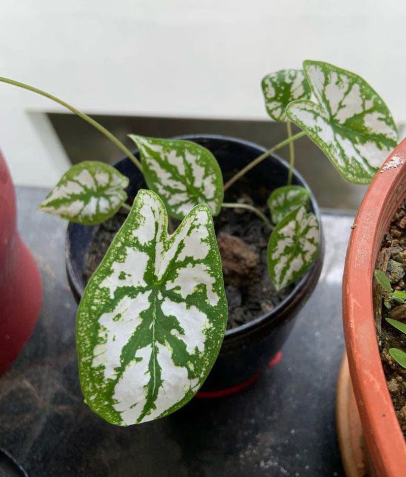 Caladium and cotton candy fern combo