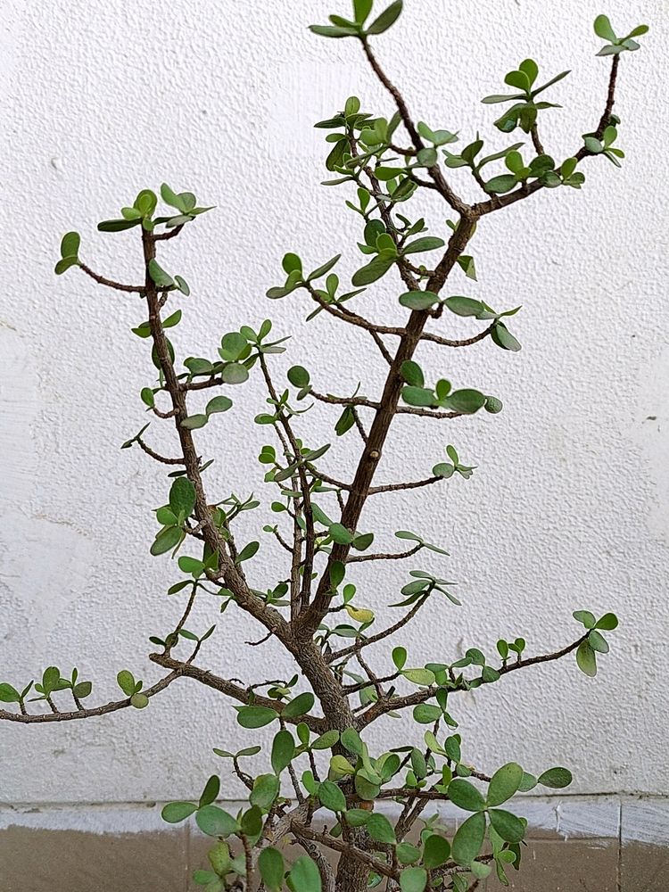 Real Jade Plant (Lucky/Vaastu)