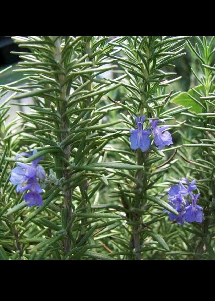 Rosemary Live Plant