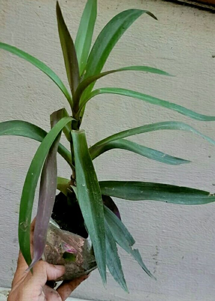 Moses in the Cradle Plant 🌵