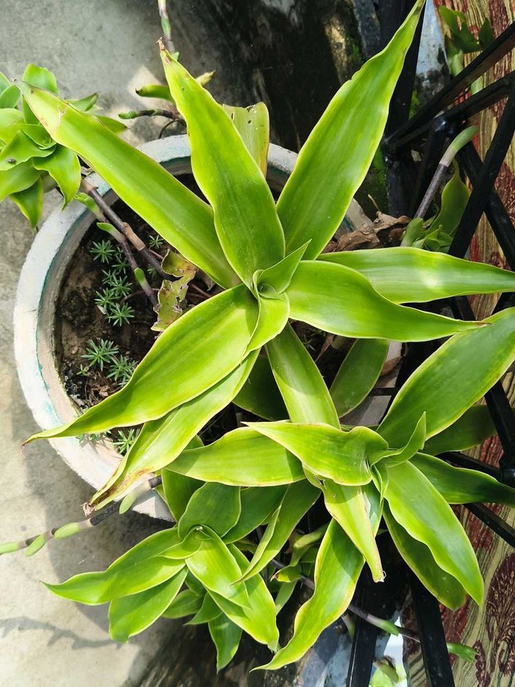 Basket Plant