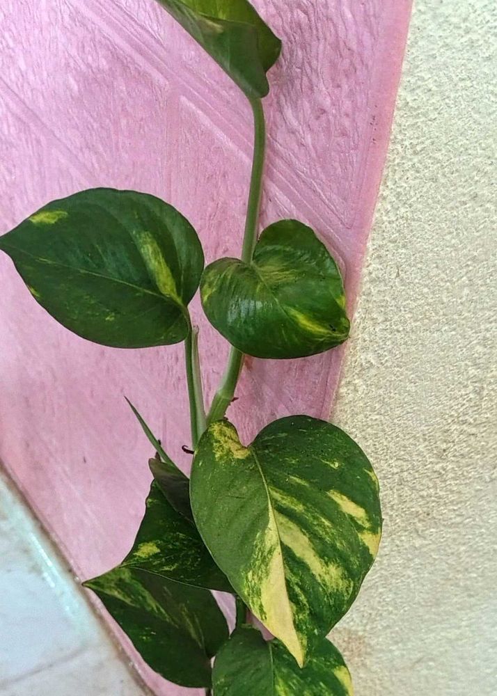 Money Plant Golden Pothos Plants