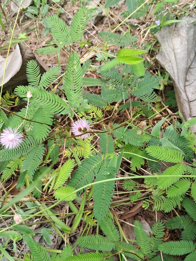 Touch Me Not Plant Sapling 2