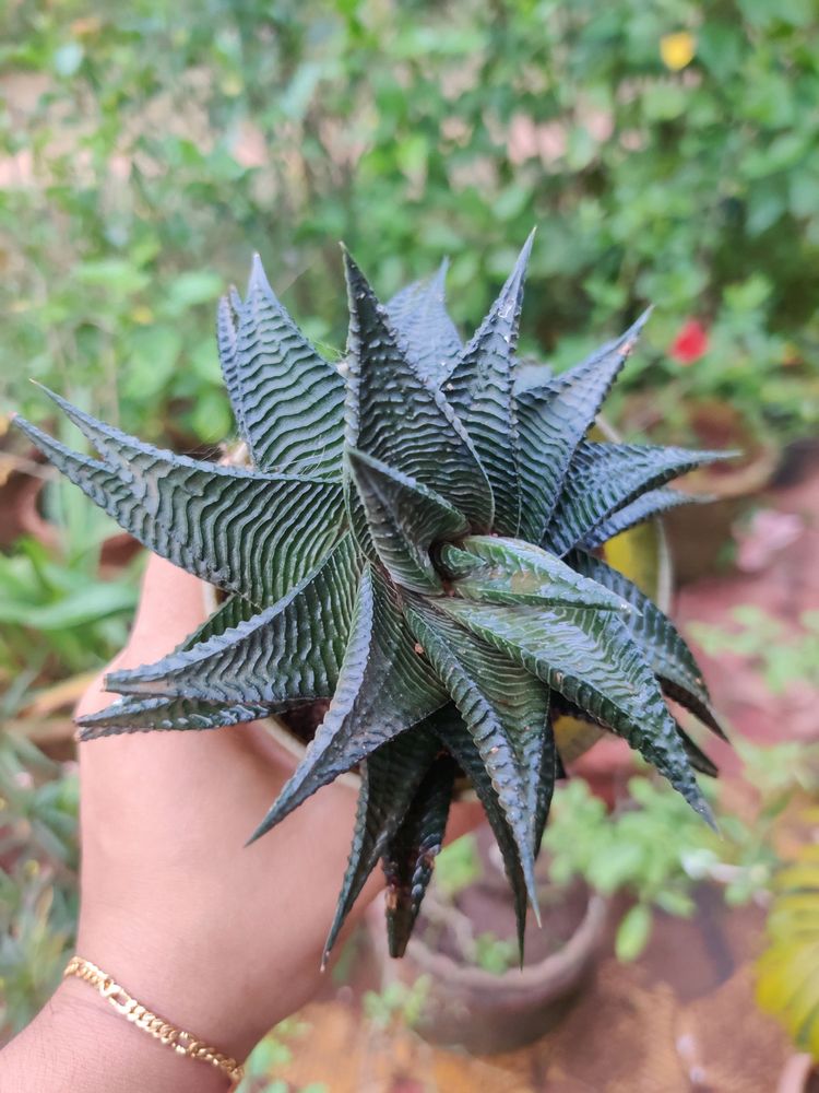 Haworthia Limifolia