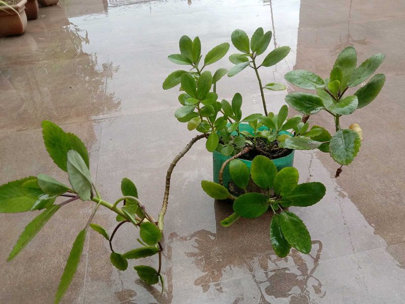 Kalanchoe Pinnata Plant