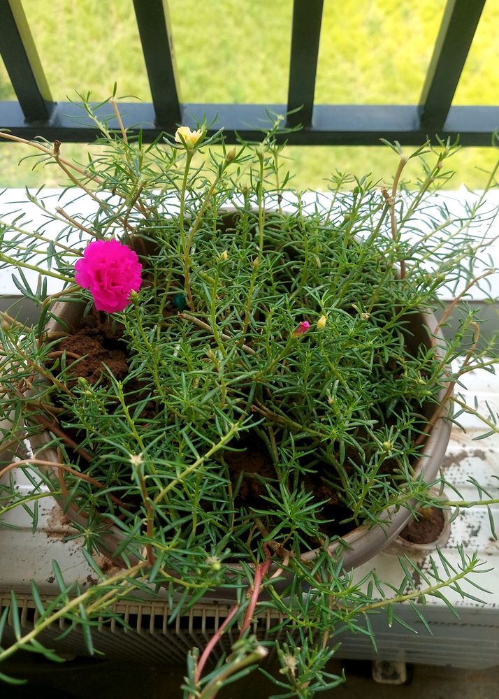 Everyday Flowering With Pot