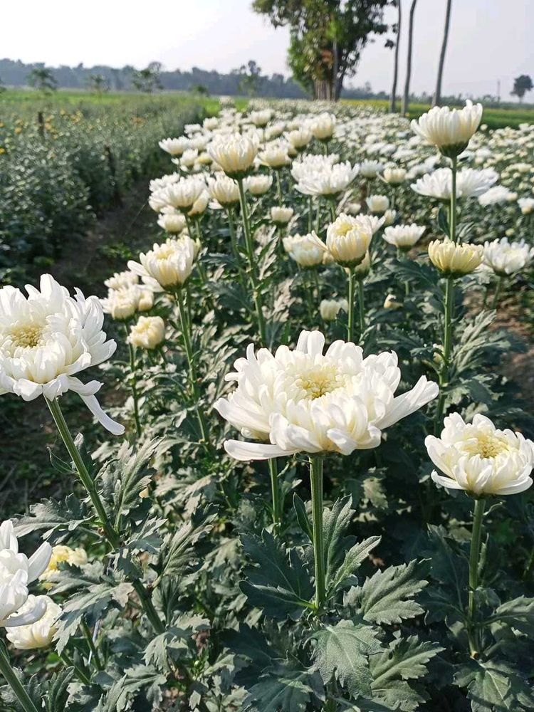 Colourful Chandramallika Live Plant...Pack Of 4