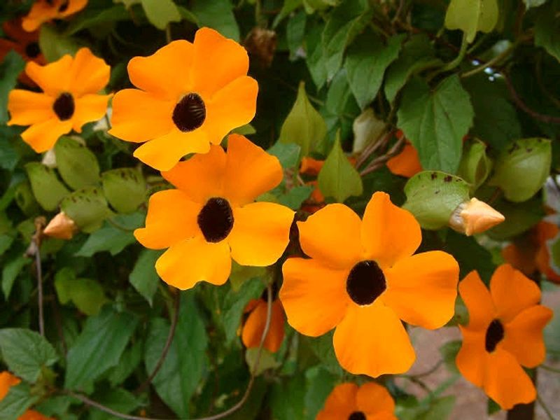 Susan Vine Plant&#39;s Available