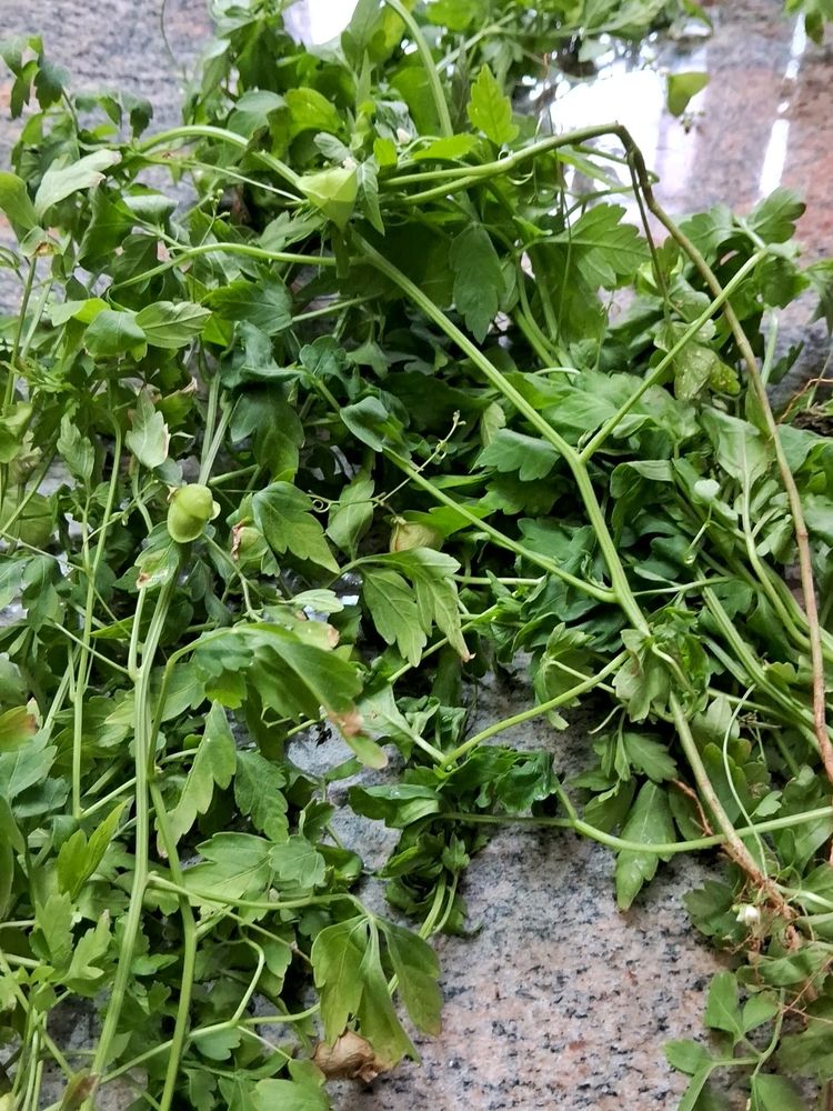 Balloon Vine Spinach Seeds