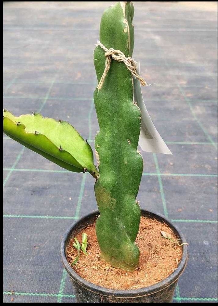 dragon fruit plant