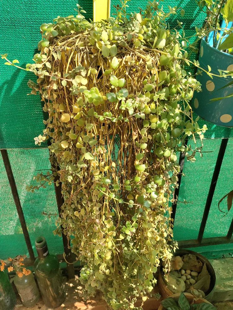 Entangled hearts 20 Cuttings- Hanging Plant
