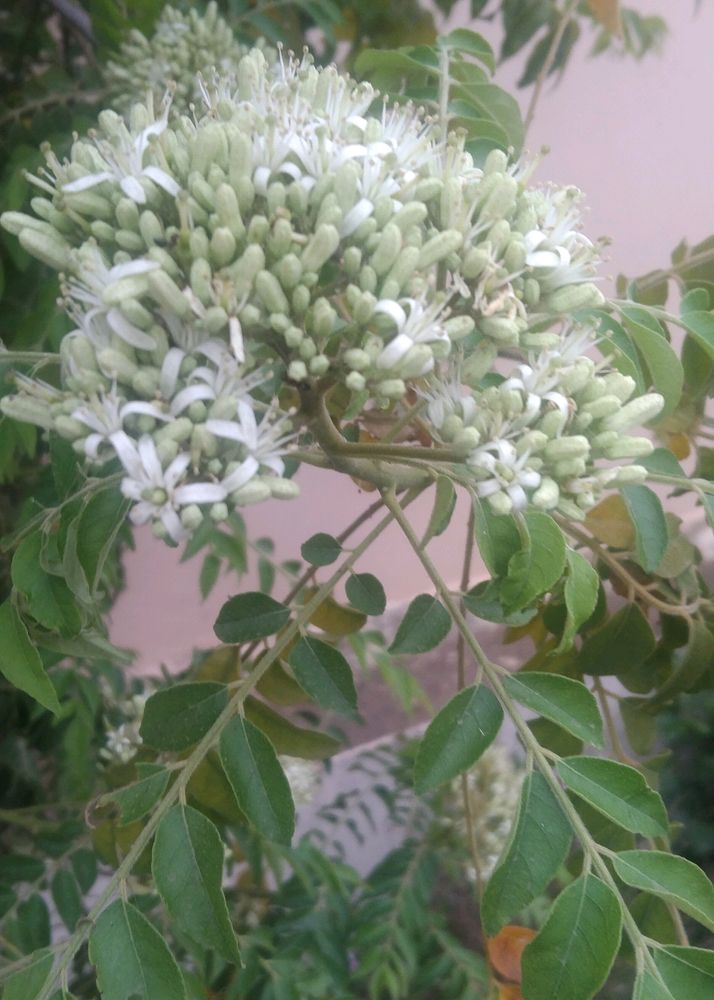 Curry Leaves (Meetha Neem) Seeds