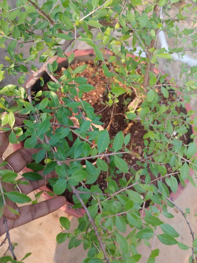 mehandi plant seeds