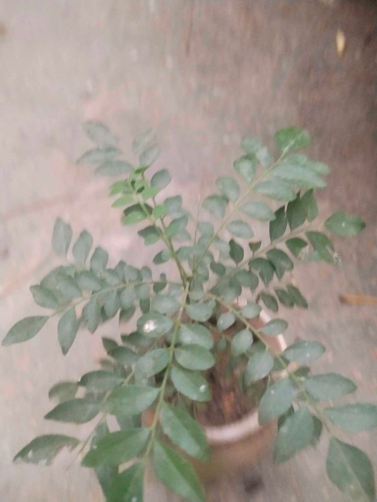 Combo Of 2  Curry Leaves Or Jamun Plant