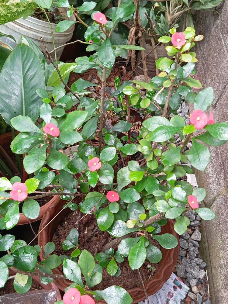 Crown of Thorns Plant
