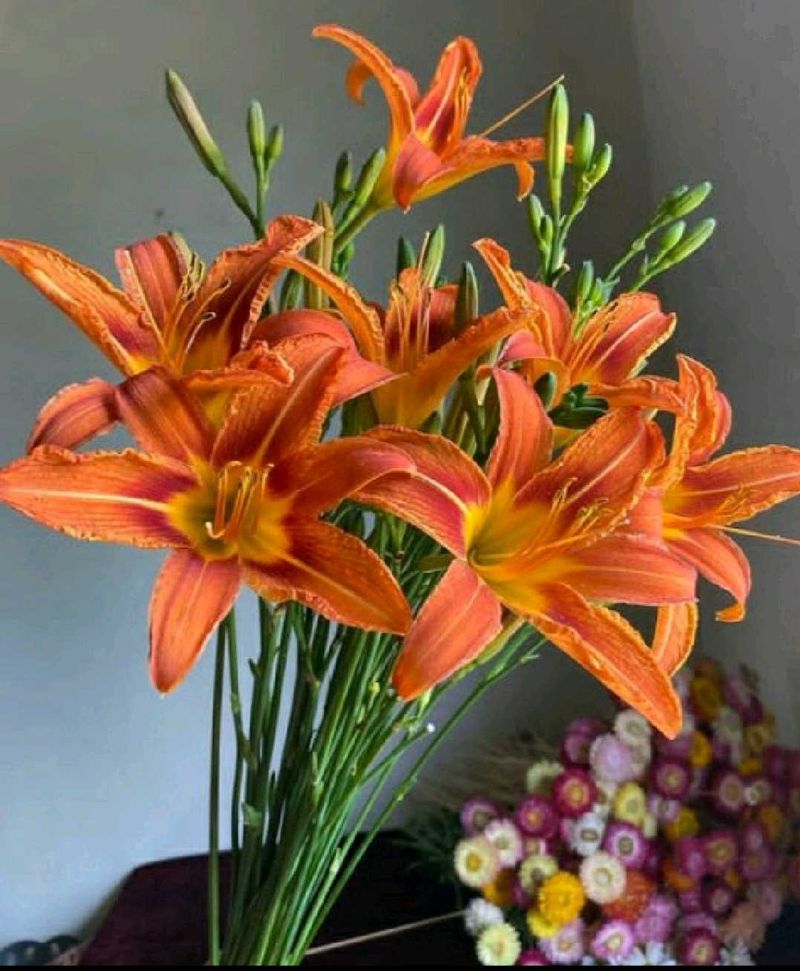 Orange Daylili